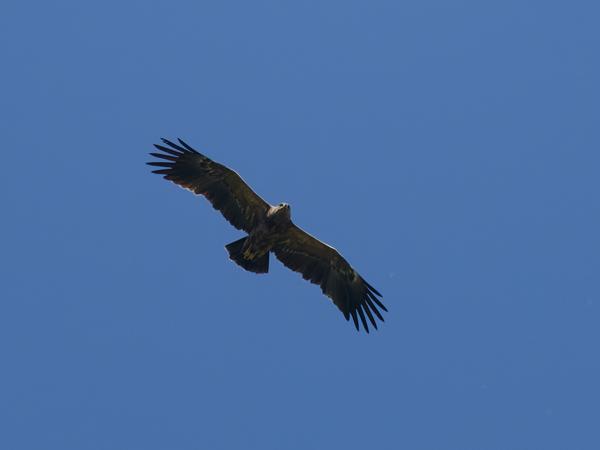 <h3><a href="/trips/Greece/biota/animalia/chordata/aves/accipitriformes/accipitridae/clanga pomarina/clanga pomarina-nl.html">Clanga&nbsp;pomarina</a> / Lesser&nbsp;spotted&nbsp;eagle / Schreeuwarend</h3>OM-1 Mark II met OLYMPUS M.150-400mm F4.5 TC, 1/2000 sec  bij F5.6, ISO 500, afstand 244&nbsp;m